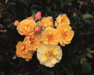 Sunshine Happy Trails